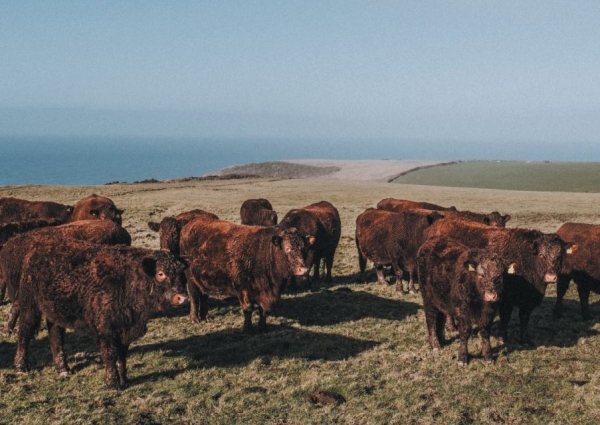 Locally led inquiry report: Devon - Grasslands and livestock production