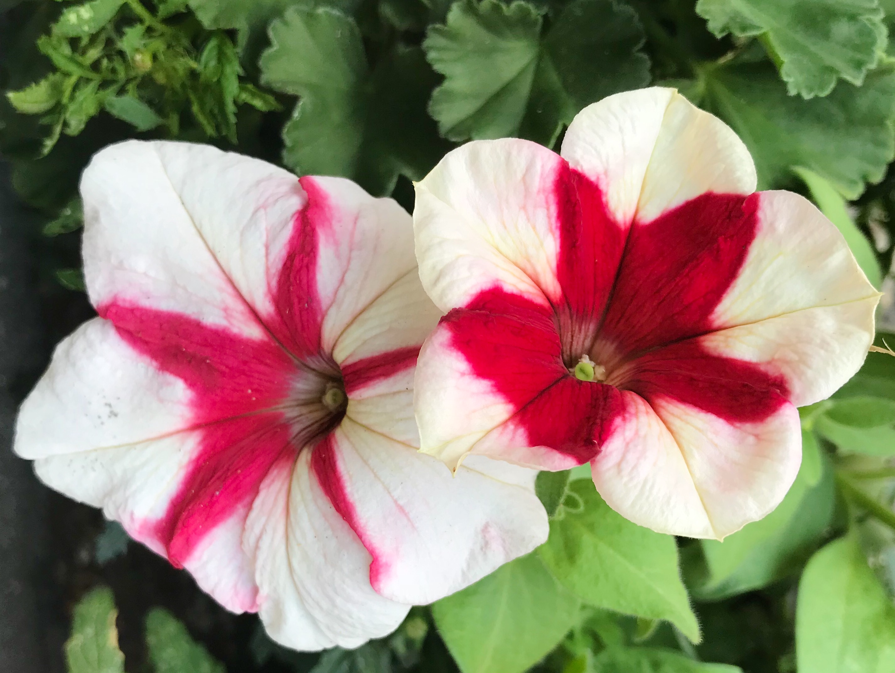 Red and white petunias