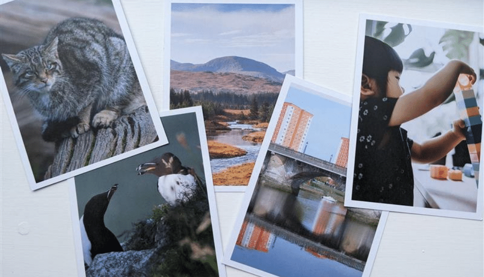 Image of cards showcasing: Scottish wildcat, Razorbill seabird, Galloway and Southern Ayrshire biosphere, River Leven and a child representing future generations.