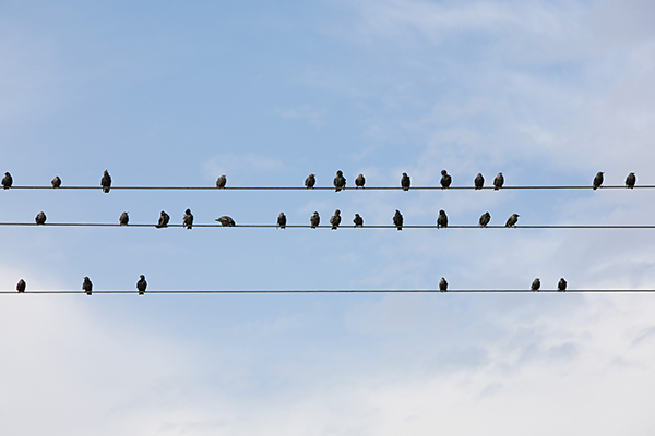 birds telephone line