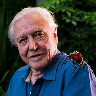 Picture of Sir David Attenborough 