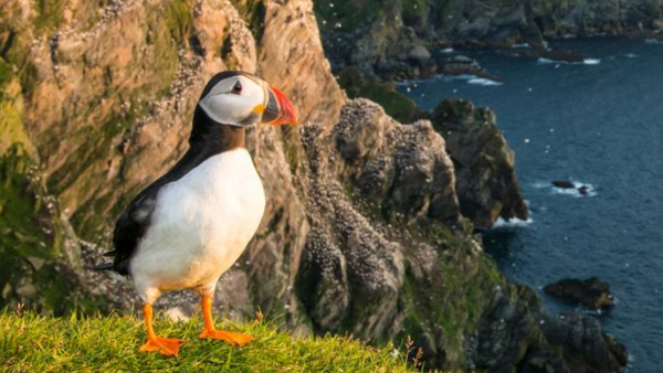 A puffin stands on a grassy cliff edge, with a backdrop of rocky cliffs and the sea. The puffin has a colorful beak and bright orange feet, and the setting sun casts a warm glow on the scene.