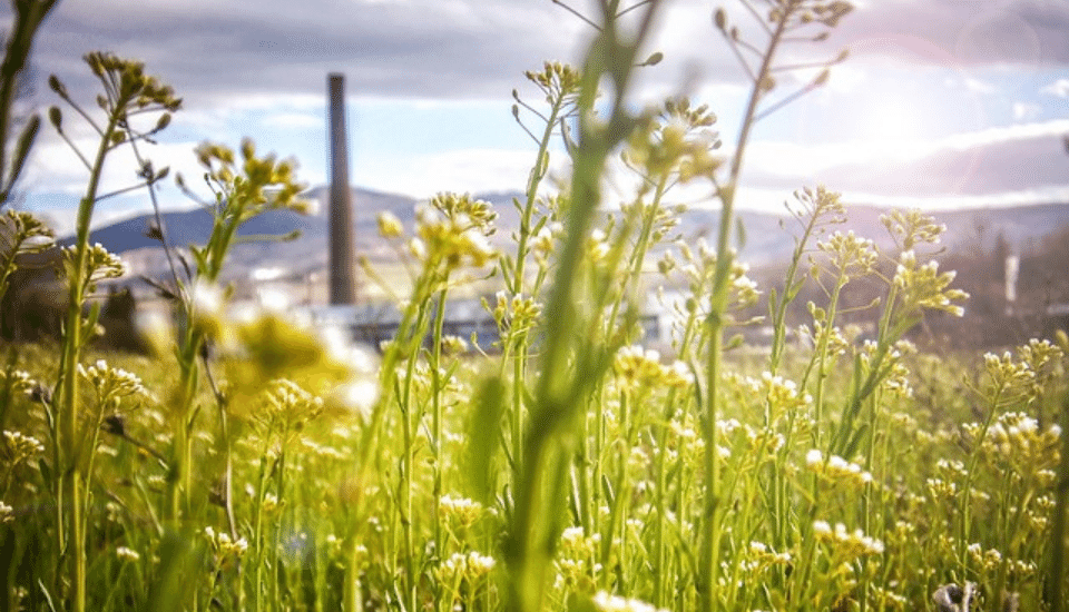 Close-up of wildflowers in a sunlit meadow with a blurred factory chimney in the background. The sky is partly cloudy, and the sunlight creates a bright, warm atmosphere. Hills are visible in the distance.
