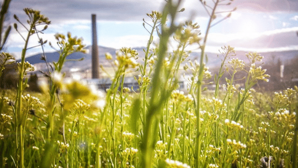 Close-up of wildflowers in a green meadow with the sun shining. In the background, there are blurred mountains and an industrial chimney under a partly cloudy sky. The scene gives a contrast between nature and industrialization.
