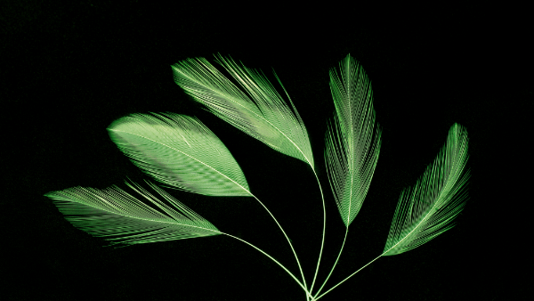 Five green feathers fanned out against a black background. The feathers, varying slightly in size, display intricate, delicate lines and a subtle gradient of greens, highlighting their fine details and texture.