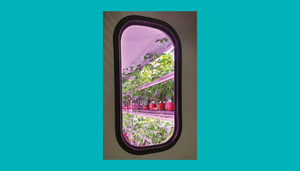 View through an oval window showing inside a room with hydroponic shelves filled with potted plants. The lighting is purple, enhancing the vibrant green of the leaves. The background is a solid turquoise color.