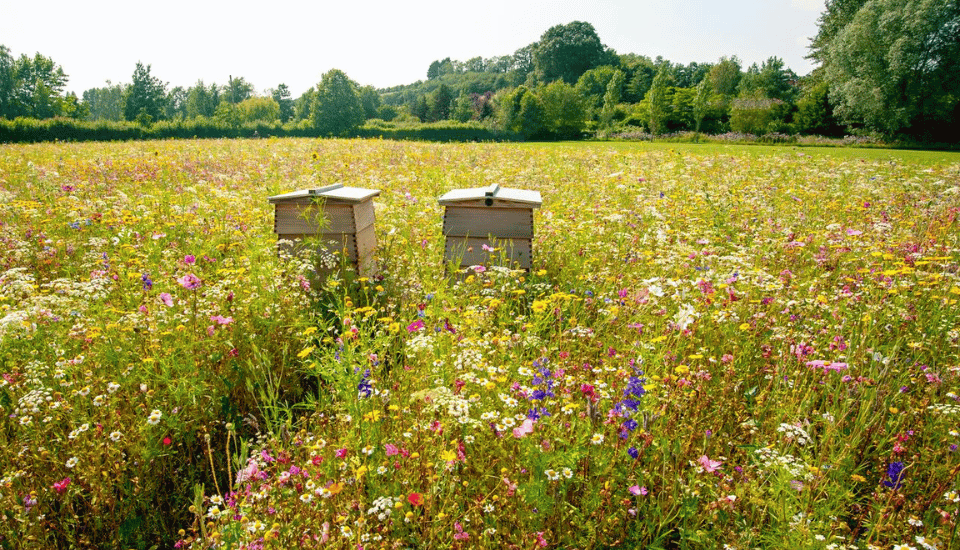 Two wooden beehives sit in a vibrant meadow filled with a variety of colorful wildflowers under a clear blue sky. A forested area is visible in the background, creating a peaceful and natural setting.