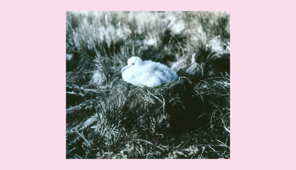 A fluffy white baby bird rests atop a nest made of grass and straw, surrounded by tall grasses. The background is a soft focus, and the overall image has a vintage, sepia-toned effect with a pink border.