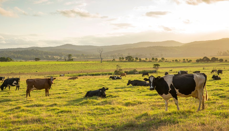 Cows grazing and resting on a green pasture under a sunny sky, with rolling hills and trees in the background.