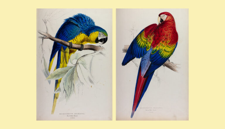 Two illustrated parrots perch on branches: the left is a blue-and-yellow macaw with green accents, and the right is a scarlet macaw with red, yellow, and blue feathers. Both are depicted in a vintage style on a beige background.
