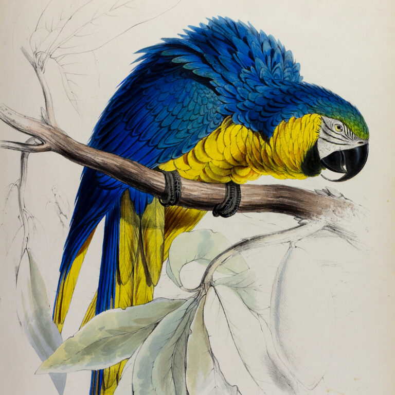 A colorful illustration of a blue and yellow parrot perched on a branch, with detailed feathers and partially sketched leaves in the background.