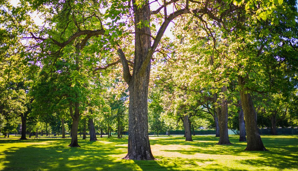 Sunlight filters through tall, leafy trees in a green park, casting dappled shadows on the grass below. The scene is bright, tranquil, and lush, suggesting a warm, peaceful day outdoors.